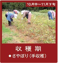 10�����{���炢�悢��u���n���v-����n�̂���ڂ�ł�