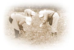 ���Ƃ̂���ڂ蕗�i